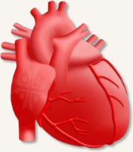кардиология